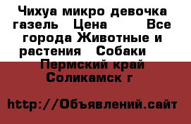 Чихуа микро девочка газель › Цена ­ 65 - Все города Животные и растения » Собаки   . Пермский край,Соликамск г.